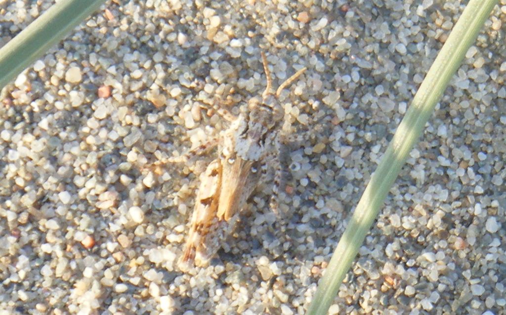 Cavallette della sabbia - Sphingonotus sp. e Acrotylus sp.